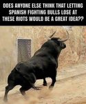 bulls.jpg