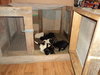 pups 4 005.JPG