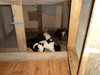pups 4 006.JPG