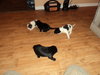 pups 4 007.JPG
